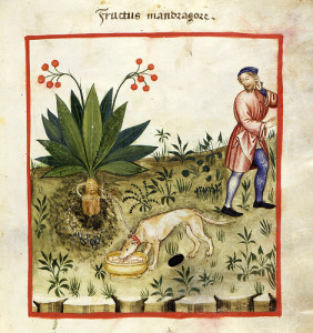 mandragora